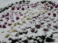 Highlight for Album: Frozen landscape