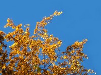 Highlight for Album: Golden Autumn