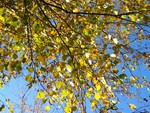 Looking through the leaves