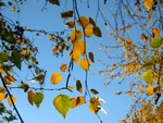 A closeup of some leaves