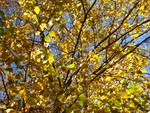 More birch leaves
