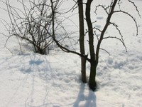 Highlight for Album: A walk in the snow
